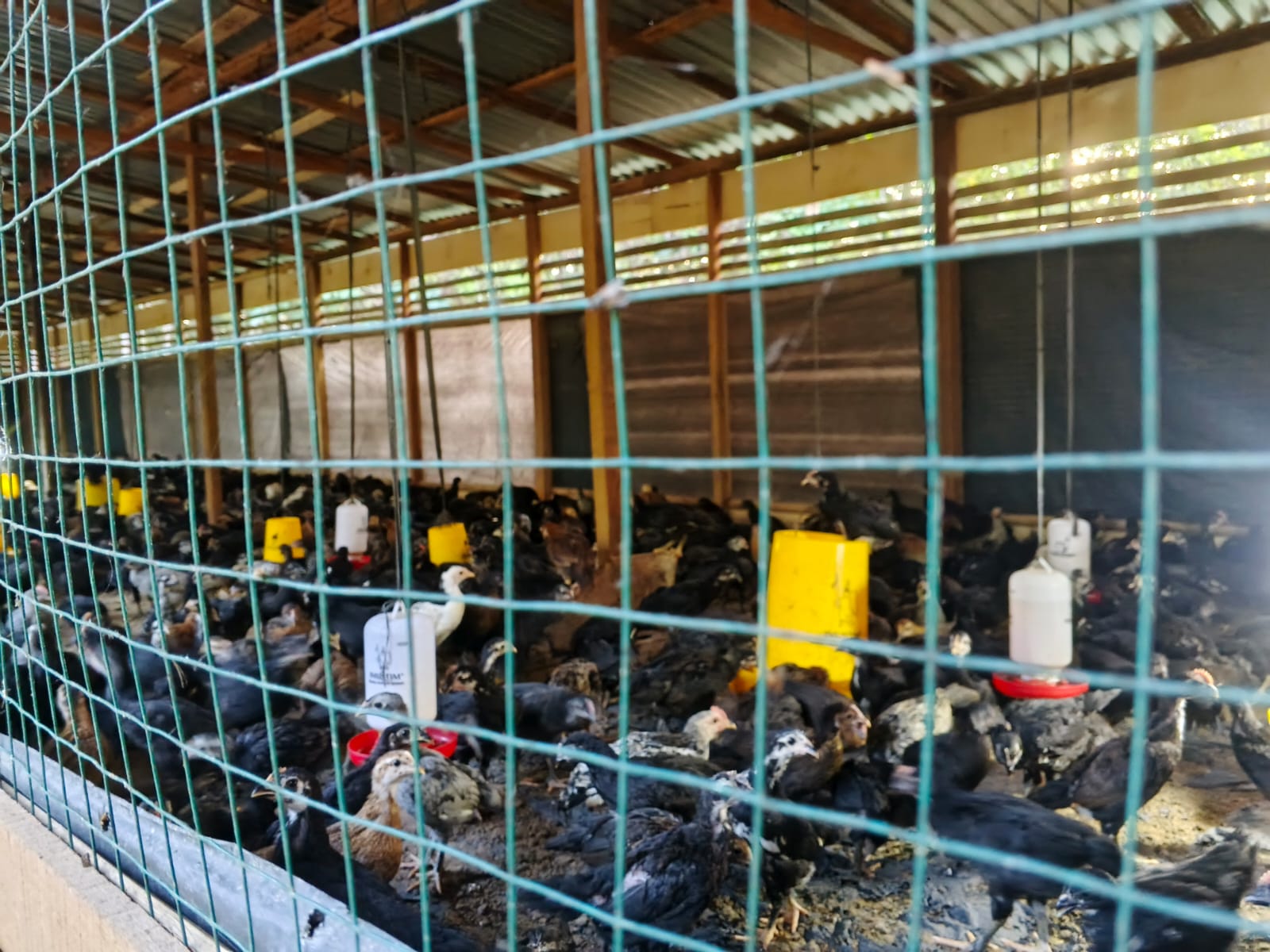 TERNAK AYAM KUB BUMDES KARYA BERSAMA DESA AIR SENGGERIS